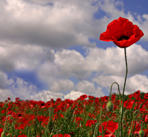 Tall poppies