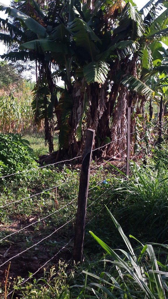 Banana tree