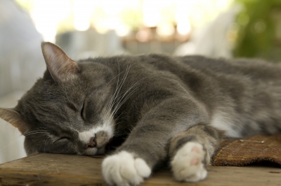 Grey sleeping cat -"Image courtesy of [papaija2008] / FreeDigitalPhotos.ne