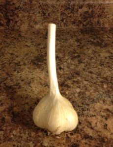 Garlic