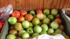 Green tomatoes
