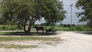 Horse and buggy