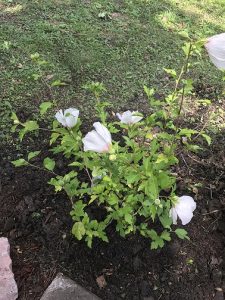 White Althea shrub