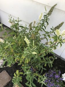 Butterfly Bush