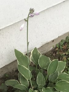 hosta