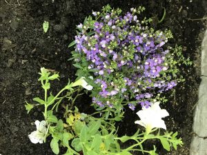 little purple perennials