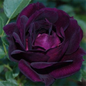 Midnight Blue rose Image source: https://www.gardeningexpress.co.uk/media/catalog/product/cache/1/image/9df78eab33525d08d6e5fb8d27136e95/D/D/DD82C82F083C00B4375D2D0A0890CE7B.jpg