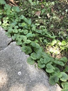 Creeping Charlie weed by patio area