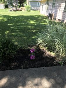 Pink Phlox that draws butterflies
