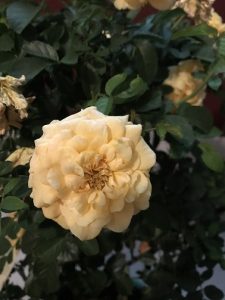 yellow roses
