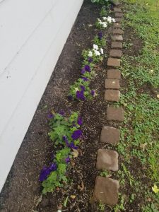 purple & white annuals garden