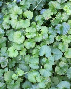 Creeping Charlie weed