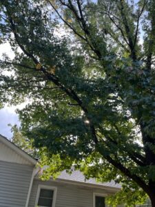Sunlight through the trees