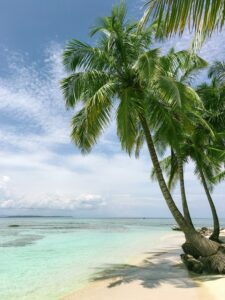 Palm trees & beachImage source: Maarten van den Heuvel 