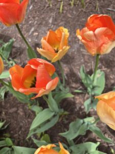 Tulips are so beautiful