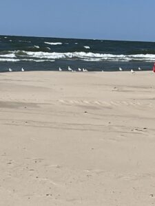 Sea gulls