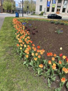 Park in Holland, Michigan with beautiful tulips