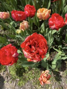 Tulips come in a variety of vibrant colors. 