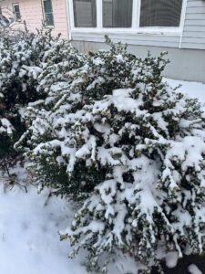 Snow on our bushes